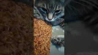 #кот #cat #shortvideo #котик #shortsvideo #жизнь #short #shorts #рекомендации