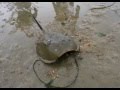 Horseshoe Crabs are Cool as Hell