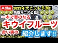 【キウイフルーツ】2023年の大ヒット予想!!今年はこの果樹苗が人気になります!!希少品種なので要チェックですVer85【カーメン君】【キウイ】【キウイフルーツ】【果樹】【初心者】
