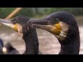 Fishing with birds! - Wild China - BBC