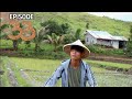Harvesting corn to cook random Filipino corn dishes | Life in the Philippine Countryside [EP 33]