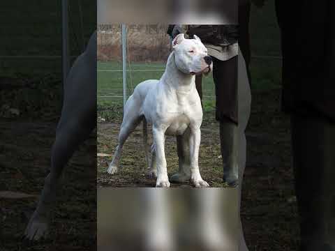 Video: Chó mẹ được sáng tạo để làm nổi bật vẻ đẹp trong chú chó Pit Bull tuyệt đẹp này được giải cứu khỏi cuộc chiến chó