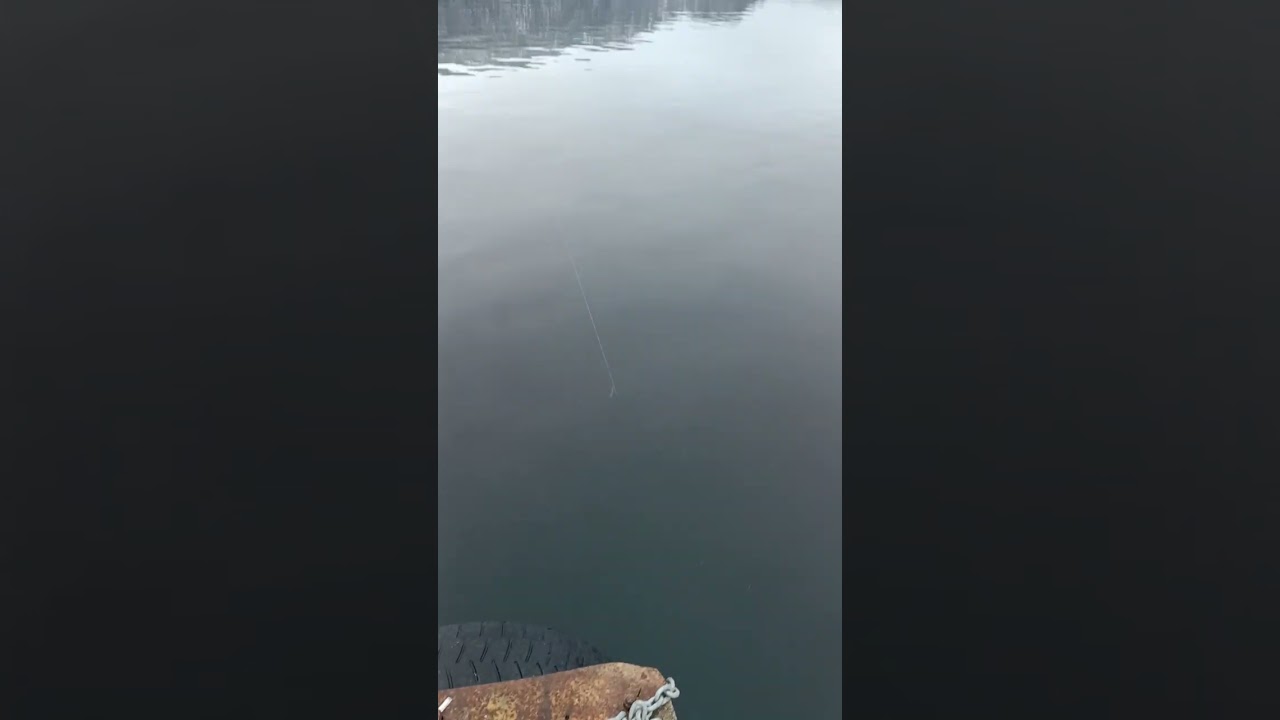 опять мольва!