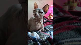 Фрося-морщинка💋у нас выходной! #shorts #sphynx #kitten #сфинксы