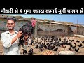        desi murgi farm  desi poultry farm business plan