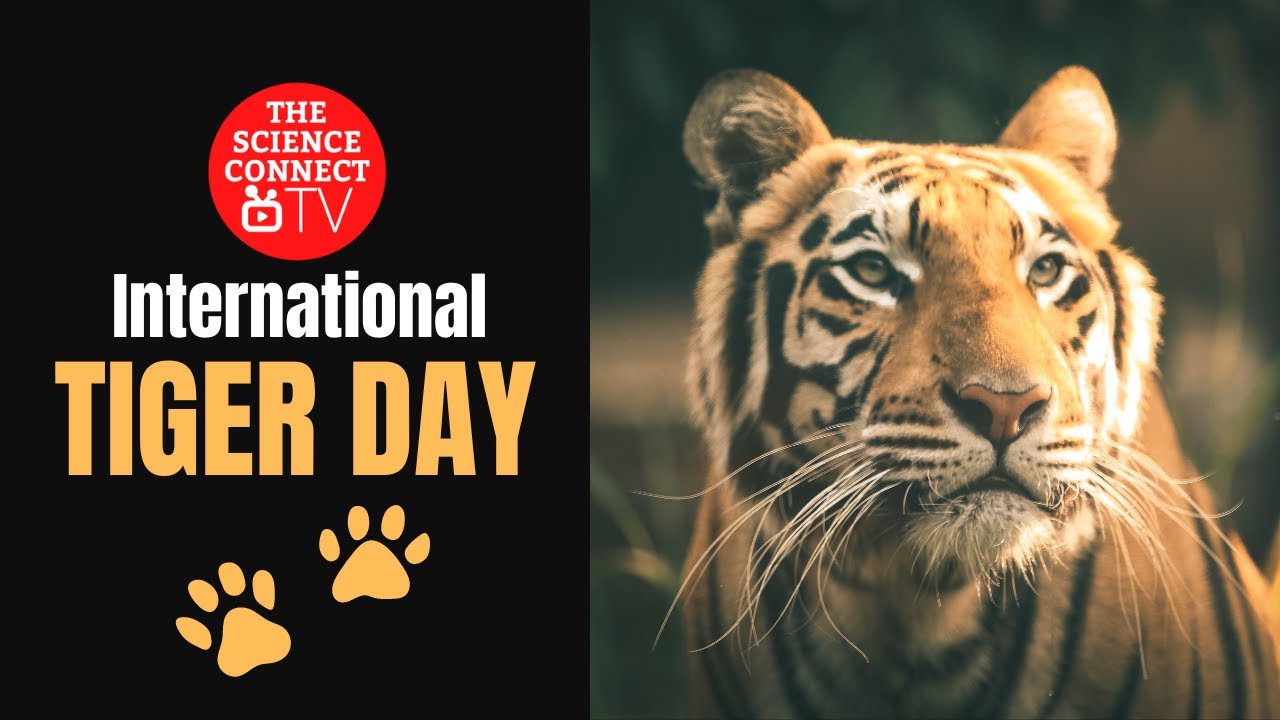 International Tiger Day #tiger #wildlife #savetigers # ...