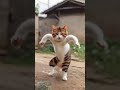 Bili Dance Belly Dance Dogdance Dog Doggydance Cat 