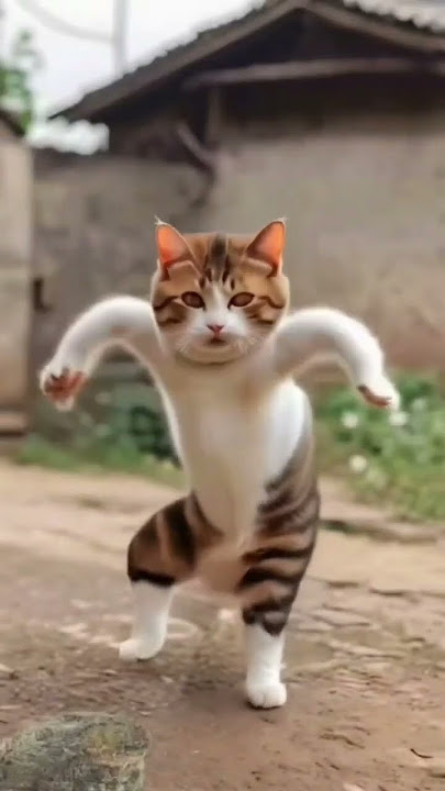 Bili 💃🕺dance Belly dance #dogdance #dog #doggydance #cat