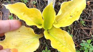 :  ""  ...... ......   07.05.24...#hosta #