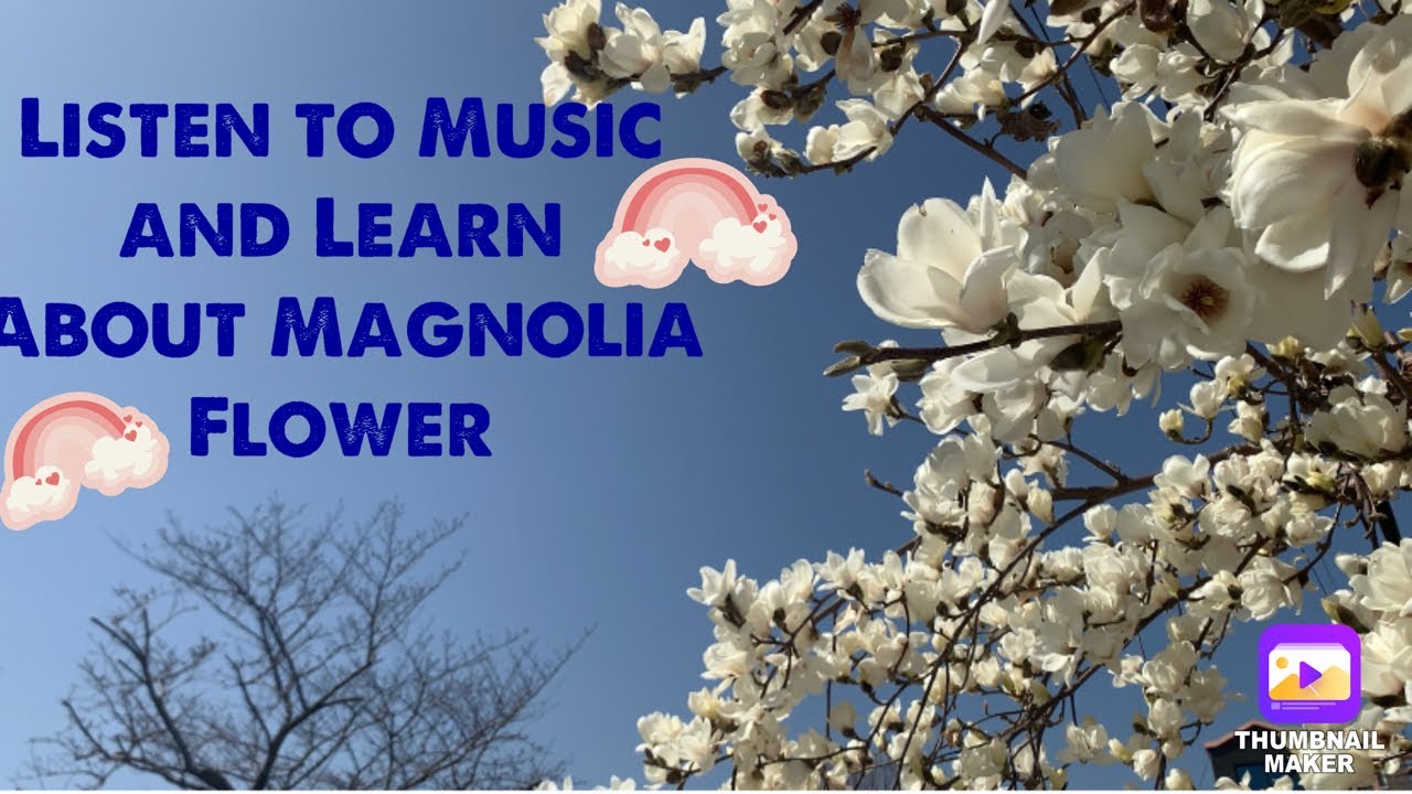 Enjoy the music and learn about magnolia-North Korea’s National Flower