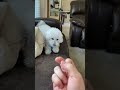 Other Dogs Vs My Dog The Finger Test TheJessiiShow TheManniiShow Com Series