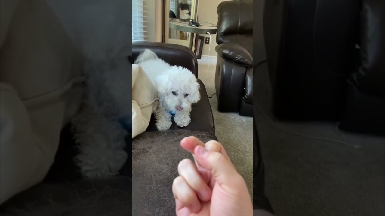 Other Dogs Vs My Dog The Finger Test TheJessiiShow TheManniiShow Com Series