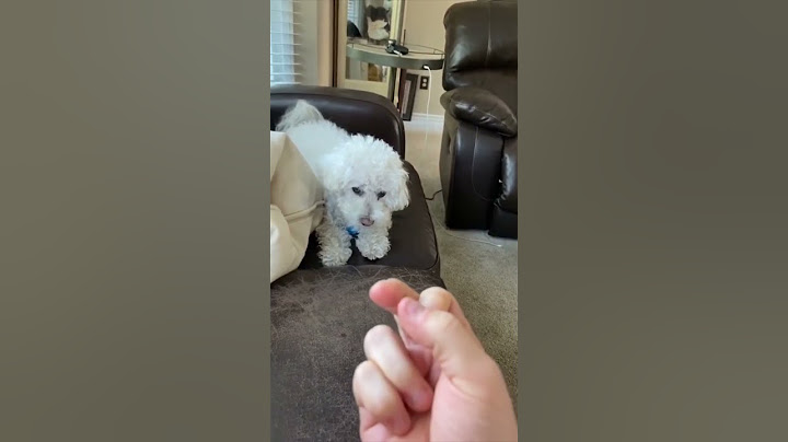 Other Dogs vs My Dog: The Finger Test 🐶 @TheJessiiShow #TheManniiShow.com/series