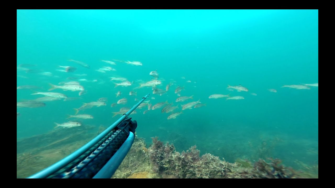 Pêche du rouget en Bretagne Sud en chasse sous marine