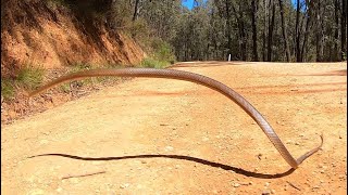 Eastern Brown Snake jumps into the air screenshot 4