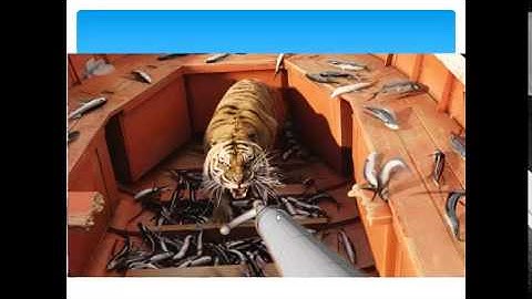 Maya Lesson 1 Introduction:URDU