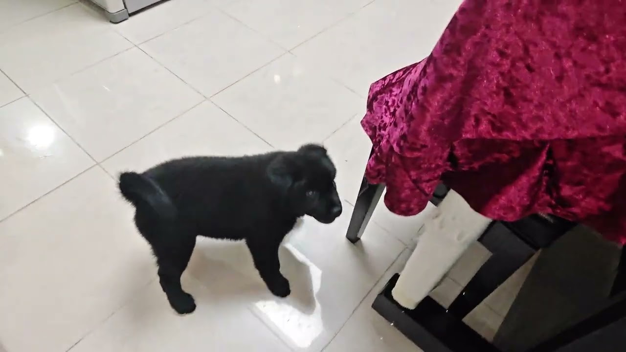 2025-07-04_2 Mimi Momo & BearBear 成長每一天