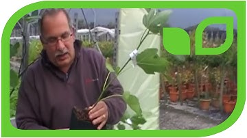 How to train young figs