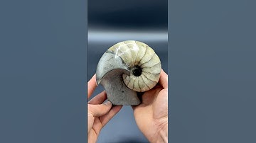 Fossil hunting on a remote beach! We found a Squid-Like creature called a Belemnite