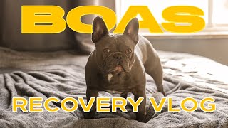 BOAS Recovery PT.2 by My Pawesome Frenchie 4,572 views 1 year ago 9 minutes, 55 seconds