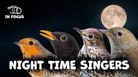 Birdsong in the Dark: The Robin, Blackbird, Song Thrush & Nightingale