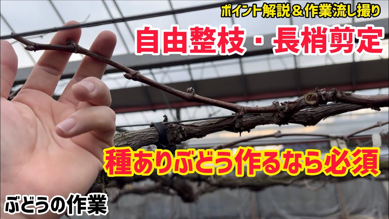 「ぶどうの作業」種あり栽培は必須の剪定をポイント解説