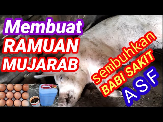 Cara membuat ramuan mujarab sembuhkan babi sakit ASF #indomor (#ramuanbabi,#sakitasf) #obatbabi class=
