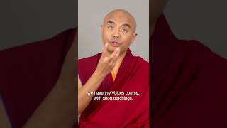 Tergar transmission with Mingyur Rinpoche begins in one month