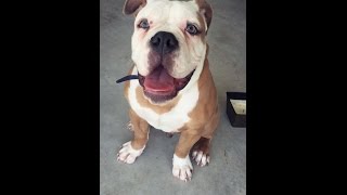 Blue Buffalo Puppy Food