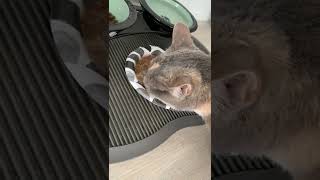 NiuNiu enjoying her favorite mid-week treat! by Niuniu's Life 233 views 1 year ago 2 minutes, 56 seconds