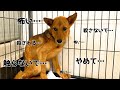【心を開く野犬】処分に怯えた保護犬が懐くまでの2年間3ヶ月ダイジェスト