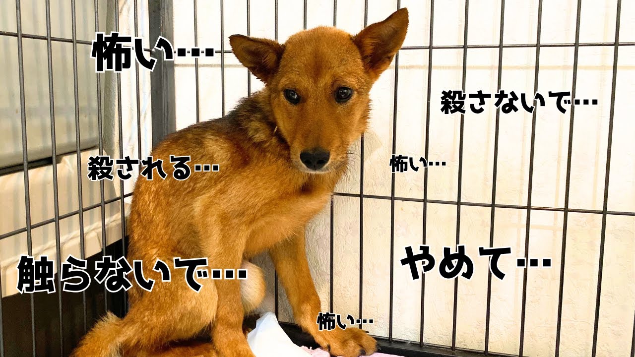 額装「忠犬」Dogs are very loyal A stray dog ​​that opens up] A digest of the two years and three