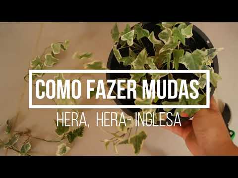 Como fazer muda da Hera, Hera-inglesa #plantas #herainglesa