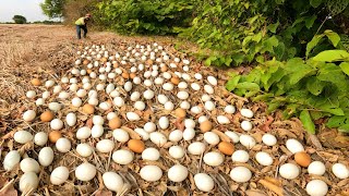 WOW WOW unigue ! Collect a lot of duck eggs near the trees in the dry season