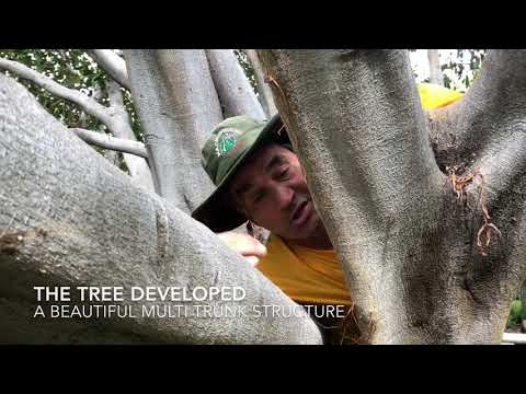 Explanation of Pruning