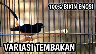 VARIASI TEMBAKAN MURAI BATU GACOR ISIAN CILILIN KENARI KAPAS TEMBAK LOVEBIRD - WHITE-RUMPED SHAMA