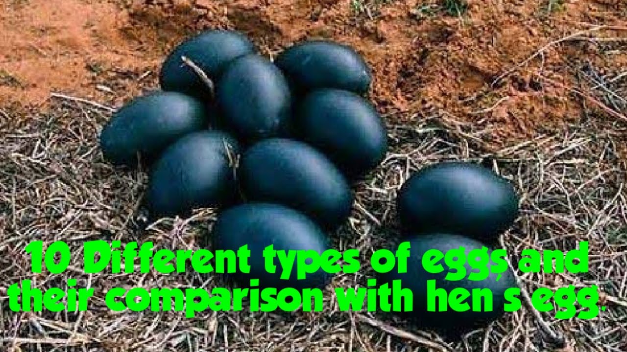 10 Different Types Of Egg Types Of Egg Eggs From Different Birds 10 Different Types Of Egg Types Of Egg Eggs From Different Birds