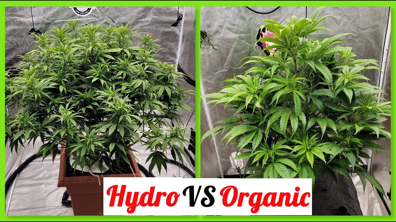 Hydro vs Organic: The Ultimate Flower Flip Showdown! 