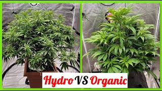Hydro vs Organic: The Ultimate Flower Flip Showdown! #MarsHydro