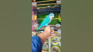 handtame blue  monk for sale phon no 9871564125