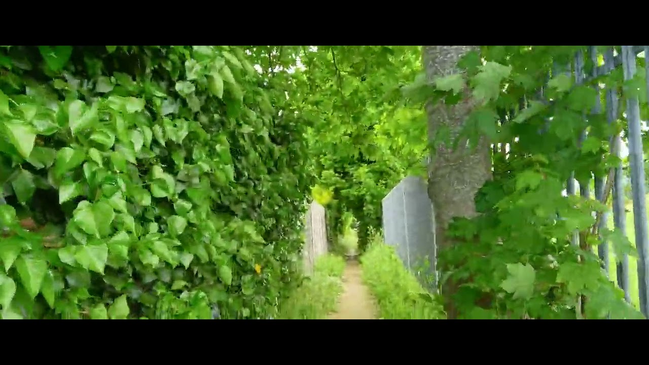 A walk through a thin walking trail in Stanwell Moor, Staines Upon