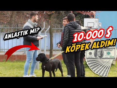 10.000 $ KÖPEK SATIN ALDIM! (KÖPEĞİNİ BANA SATAR MISIN SOSYAL DENEYİ)