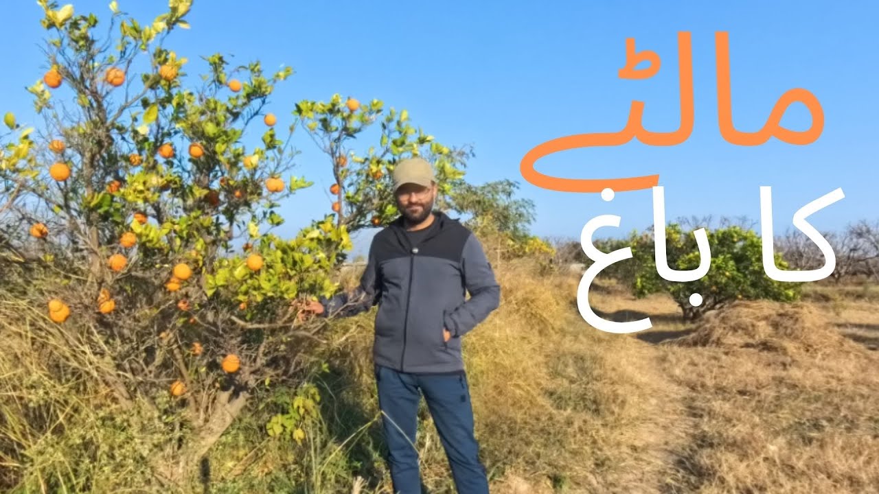 The Orange Experience: Farm Fresh Fun 