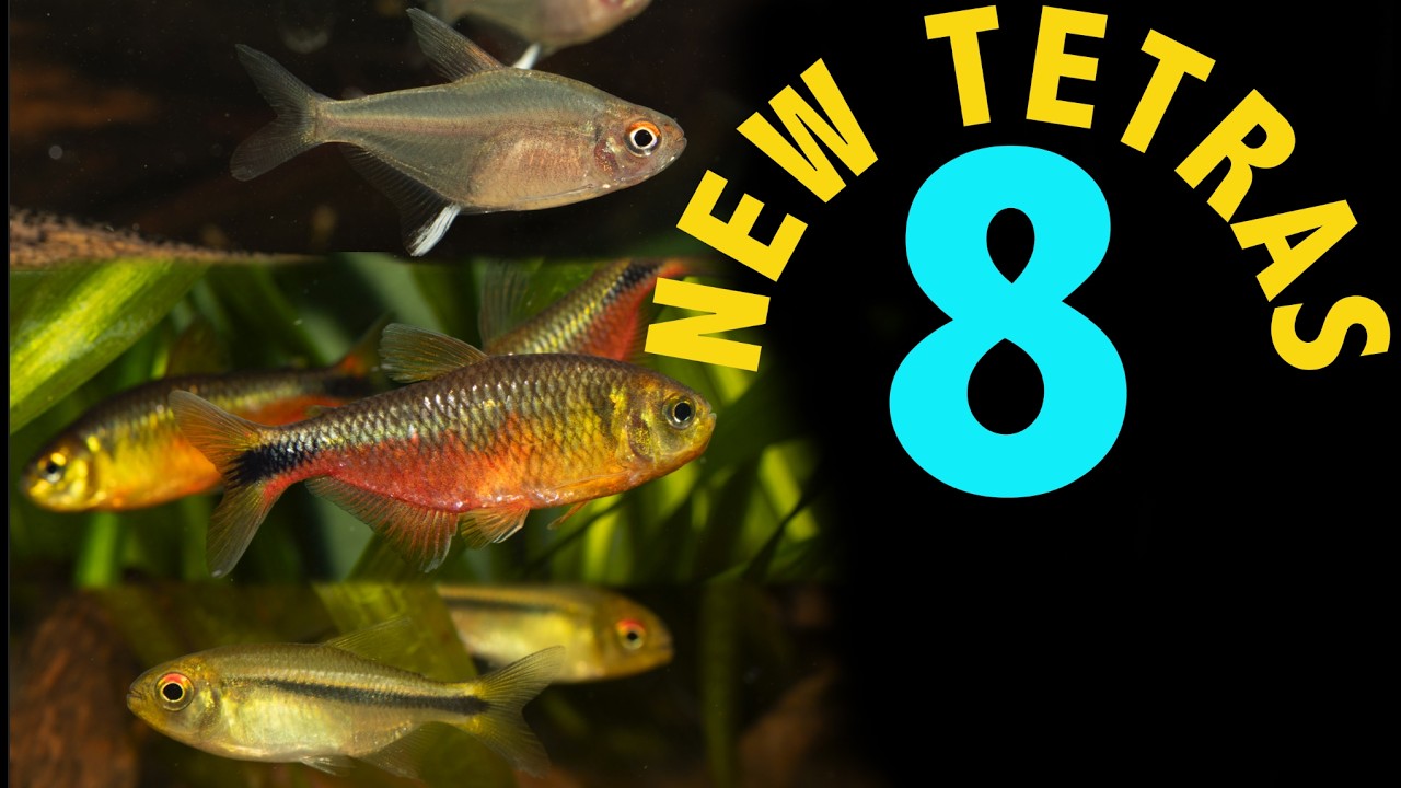 New Tetra Guide 8. latest new tetra imports