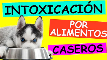 ¿Qué alimentos caseros son tóxicos para los perros?