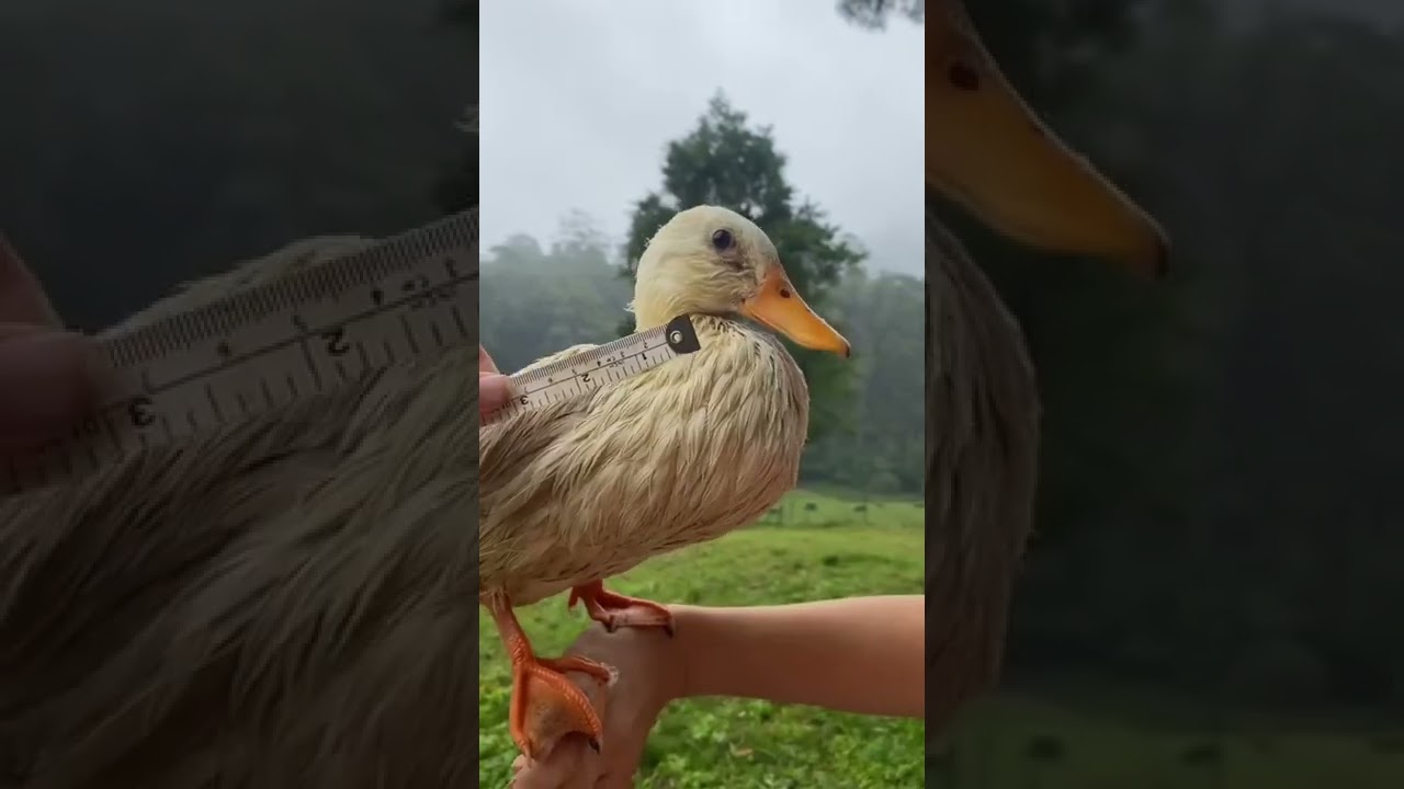 subscribe for daily animal content 