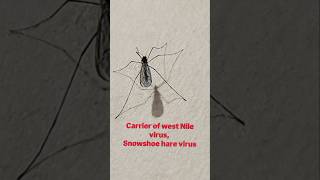 Canadian mosquito species #insects #ecology #zoology #biology #nature #insectvectors #trendingreels