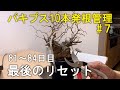 【81～84日目】パキプス10本を素人が発根管理したら！？⑦｜塊根植物