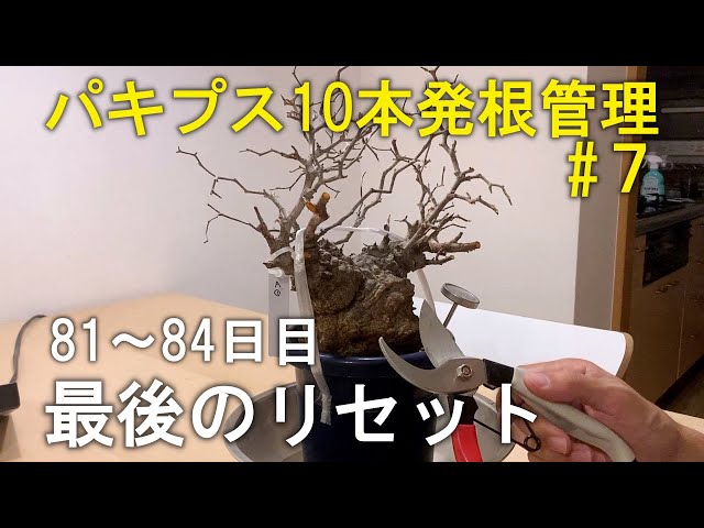 81～84日目】パキプス10本を素人が発根管理したら！？⑦｜塊根