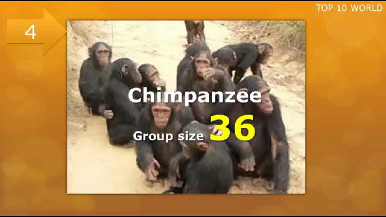 TOP 10 PACK HUNTERS YouTube